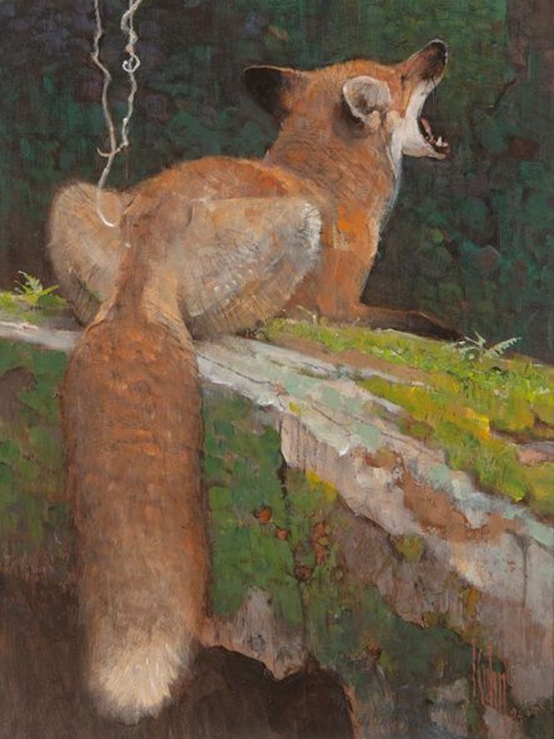 Renard 7